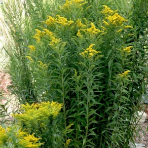 3 Solidago Goldenrod Plants Live Bare Roots, Goldenrod Perennial Wildflower Butterfly Yellow For Outdoor