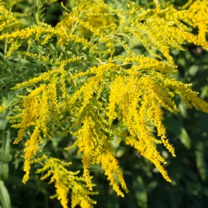 3 Solidago Goldenrod Plants Live Bare Roots, Goldenrod Perennial Wildflower Butterfly Yellow For Outdoor
