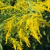 10 Solidago Goldenrod Plants Live Bare Roots – Yellow Perennial Flowers for Outdoor Butterfly Gardens