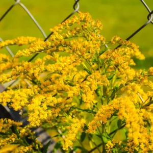 10 Solidago Goldenrod Plants Live Bare Roots – Yellow Perennial Flowers for Outdoor Butterfly Gardens