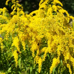 3 Solidago Goldenrod Plants Live Bare Roots, Goldenrod Perennial Wildflower Butterfly Yellow For Outdoor