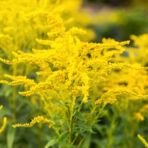3 Solidago Goldenrod Plants Live Bare Roots, Goldenrod Perennial Wildflower Butterfly Yellow For Outdoor