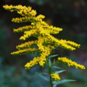 Live Solidago Goldenrod Plants – Set of 15 Bare Root Perennials, Bright Yellow Flowers for Landscaping