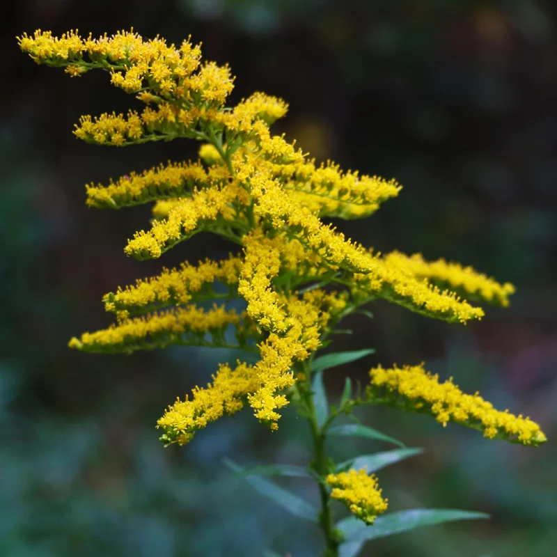 Live Solidago Goldenrod Plants – Set of 15 Bare Root Perennials, Bright Yellow Flowers for Landscaping