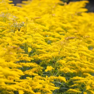 Solidago Goldenrod Perennial Flowers Plants – 20 Live Bare Roots, Solidago Goldenrod for Outdoor Gardens and Butterflies