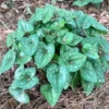 3 Heart Leaf Ginger Plants Live Bare Roots, Wild Ginger Live Plants For Planting Perennial Flowers