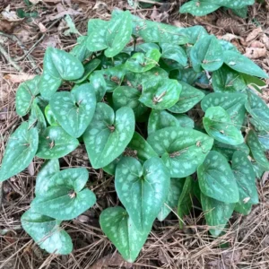 3 Heart Leaf Ginger Plants Live Bare Roots, Wild Ginger Live Plants For Planting Perennial Flowers