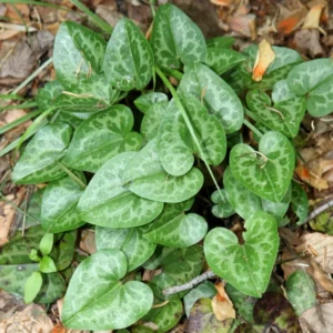 3 Heart Leaf Ginger Plants Live Bare Roots, Wild Ginger Live Plants For Planting Perennial Flowers