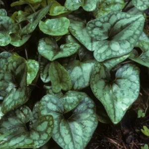 5 Heart Leaf Ginger Plants Live Bare Roots – Wild Ginger Perennials for Planting Beautiful Shade Gardens