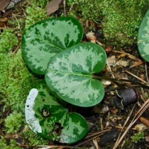 5 Heart Leaf Ginger Plants Live Bare Roots – Wild Ginger Perennials for Planting Beautiful Shade Gardens