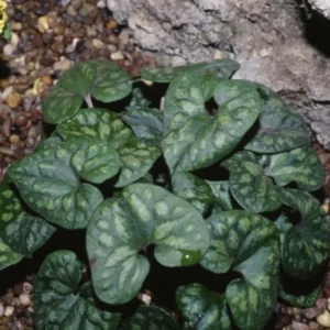 5 Heart Leaf Ginger Plants Live Bare Roots – Wild Ginger Perennials for Planting Beautiful Shade Gardens