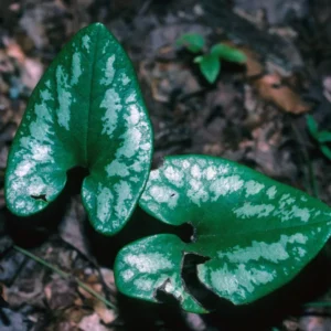 5 Heart Leaf Ginger Plants Live Bare Roots – Wild Ginger Perennials for Planting Beautiful Shade Gardens