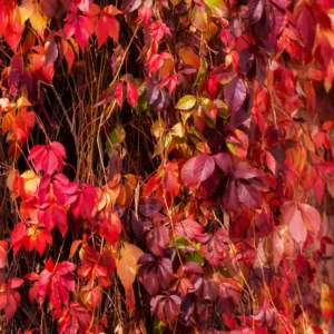 3 Virginia Creeper Ivy Plant Vine, Live Creeper Ivy Ground Cover Flowering Perennial Five Leaved Ivy Bare Root