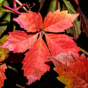 3 Virginia Creeper Ivy Plant Vine, Live Creeper Ivy Ground Cover Flowering Perennial Five Leaved Ivy Bare Root