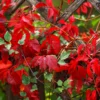3 Virginia Creeper Ivy Plant Vine, Live Creeper Ivy Ground Cover Flowering Perennial Five Leaved Ivy Bare Root
