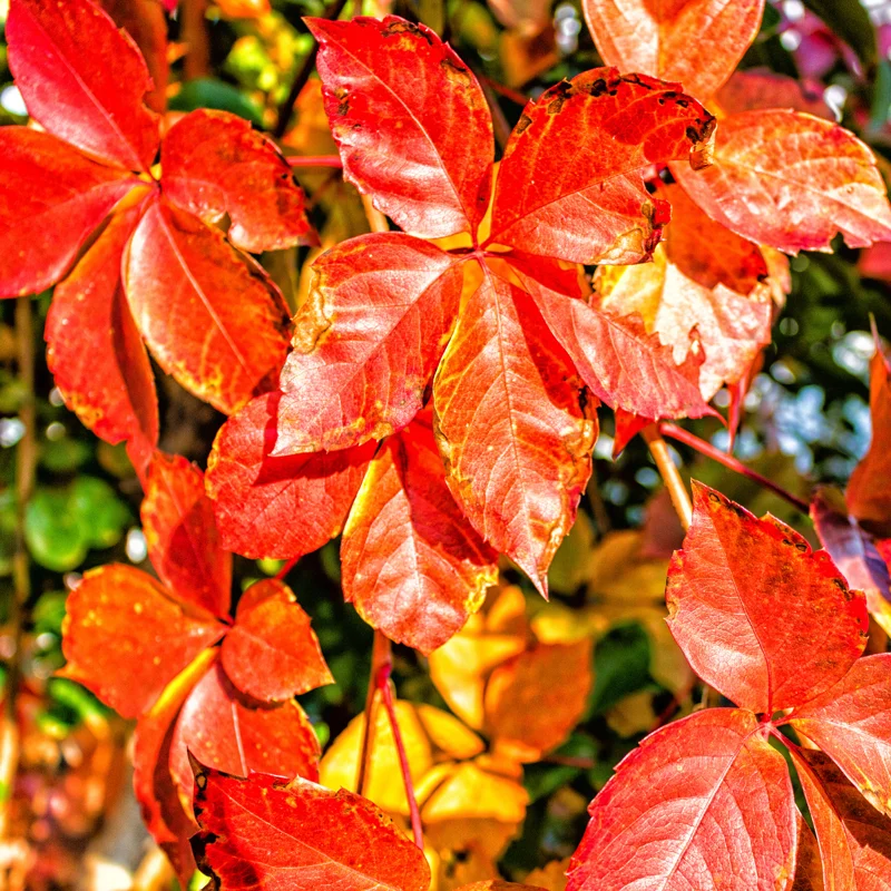 5 Virginia Creeper Ivy Plants Live Bare Root – Five-Leaved Flowering Perennial Vine for Ground Cover and Climbing