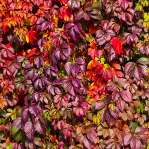 5 Virginia Creeper Ivy Plants Live Bare Root – Five-Leaved Flowering Perennial Vine for Ground Cover and Climbing