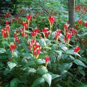 3 Pinkroot Bare Root Plant Live Perennial Wild Flower Herb Garden