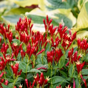 3 Pinkroot Bare Root Plant Live Perennial Wild Flower Herb Garden