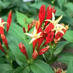 3 Pinkroot Bare Root Plant Live Perennial Wild Flower Herb Garden