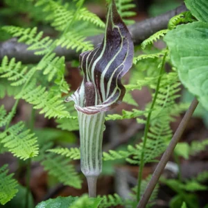 5 Jack In The Pulpit Plants Bare Roots – Live Perennial Wild Flower for Shaded Gardens and Landscaping