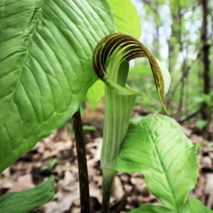 5 Jack In The Pulpit Plants Bare Roots – Live Perennial Wild Flower for Shaded Gardens and Landscaping
