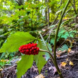 10 Jack In The Pulpit Plants Live Bare Root Perennials, Hardy Wild Flowers for Shade Gardens