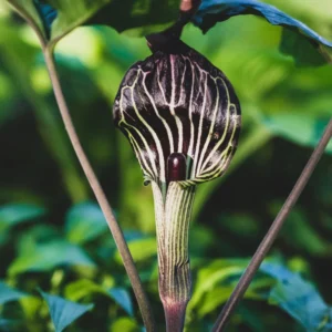 10 Jack In The Pulpit Plants Live Bare Root Perennials, Hardy Wild Flowers for Shade Gardens