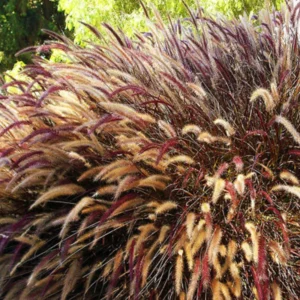 3 Red Fountain Grass Plant Live, Ornamental Grass Live Perennial Bare Root Landscape Fall Color Ornamental Grass Fast Growing Starter Plant