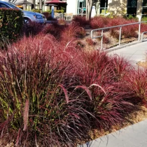 3 Red Fountain Grass Plant Live, Ornamental Grass Live Perennial Bare Root Landscape Fall Color Ornamental Grass Fast Growing Starter Plant