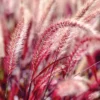 5 Red Fountain Grass Plants Live – Ornamental Grass Live Perennial Fast Growing , Beautiful Fall Color for Landscaping, Starter Plants