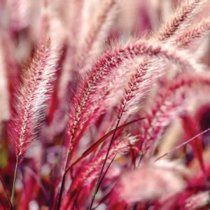 5 Red Fountain Grass Plants Live – Ornamental Grass Live Perennial Fast Growing , Beautiful Fall Color for Landscaping, Starter Plants