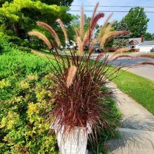 5 Red Fountain Grass Plants Live – Ornamental Grass Live Perennial Fast Growing , Beautiful Fall Color for Landscaping, Starter Plants