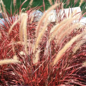 5 Red Fountain Grass Plants Live – Ornamental Grass Live Perennial Fast Growing , Beautiful Fall Color for Landscaping, Starter Plants