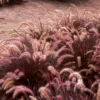 3 Red Fountain Grass Plant Live, Ornamental Grass Live Perennial Bare Root Landscape Fall Color Ornamental Grass Fast Growing Starter Plant