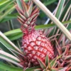 Red Pineapple Plant Live, Sweet Pineapple Fruit Tree Live Plant, Bare Root Fruit Plant, No Pot