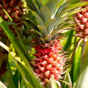 Red Pineapple Plant Live, Sweet Pineapple Fruit Tree Live Plant, Bare Root Fruit Plant, No Pot