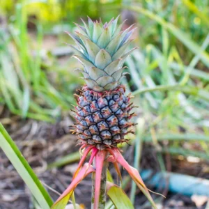 Red Pineapple Plant Live, Sweet Pineapple Fruit Tree Live Plant, Bare Root Fruit Plant, No Pot
