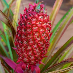 Red Pineapple Plant Live, Sweet Pineapple Fruit Tree Live Plant, Bare Root Fruit Plant, No Pot