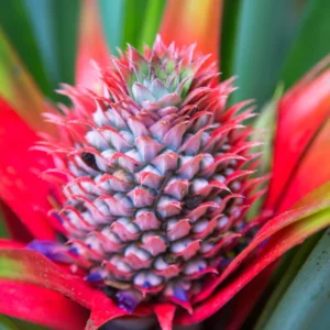 3 Red Pineapple Plants Live – Sweet Pineapple Fruit Trees Bare Root, No Pot, Ideal for Home Garden and Tropical Fruit Growing