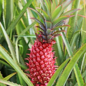 Red Pineapple Plant Live, Sweet Pineapple Fruit Tree Live Plant, Bare Root Fruit Plant, No Pot