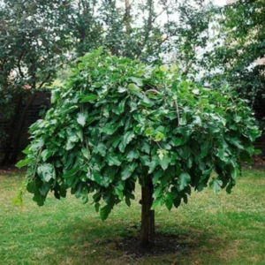 1 Dwarf Mulberry Tree Live Plant, Dwarf Everbearing Mulberry Bare Root, Mulberries Fruit Cold Hardy Starter Plant