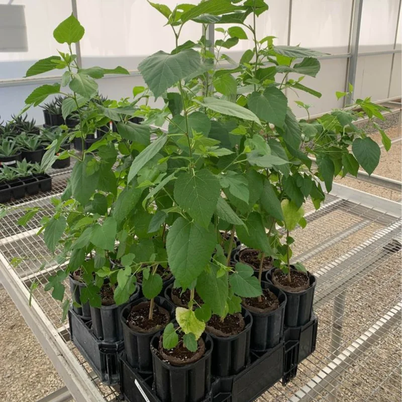 1 Dwarf Mulberry Tree Live Plant, Dwarf Everbearing Mulberry Bare Root, Mulberries Fruit Cold Hardy Starter Plant