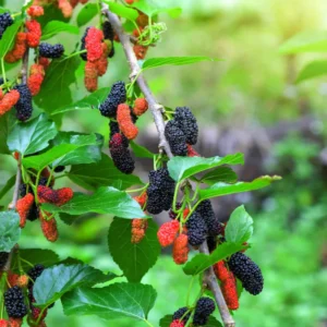 1 Dwarf Mulberry Tree Live Plant, Dwarf Everbearing Mulberry Bare Root, Mulberries Fruit Cold Hardy Starter Plant