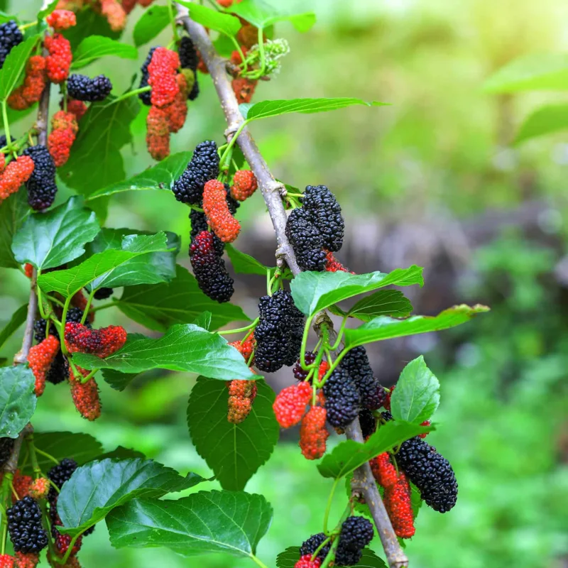 1 Dwarf Mulberry Tree Live Plant, Dwarf Everbearing Mulberry Bare Root, Mulberries Fruit Cold Hardy Starter Plant