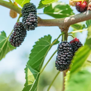 3 Dwarf Mulberry Trees Live Plants – Cold Hardy Everbearing Mulberry Starter Plants, Perfect for Home Gardens and Fruit Harvesting