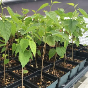3 Dwarf Mulberry Trees Live Plants – Cold Hardy Everbearing Mulberry Starter Plants, Perfect for Home Gardens and Fruit Harvesting