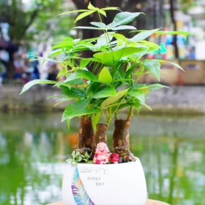 "Money Tree Plant Bonsai - 2 Live Pachira Aquatica Plants, 4-Inch Potted House Plants for Home and Office Decor"