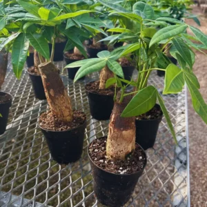 "Money Tree Plant Bonsai - 2 Live Pachira Aquatica Plants, 4-Inch Potted House Plants for Home and Office Decor"