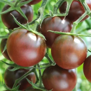 50 Heirloom Tomato Seeds for Planting Outdoors, Garden Vegetable Seeds